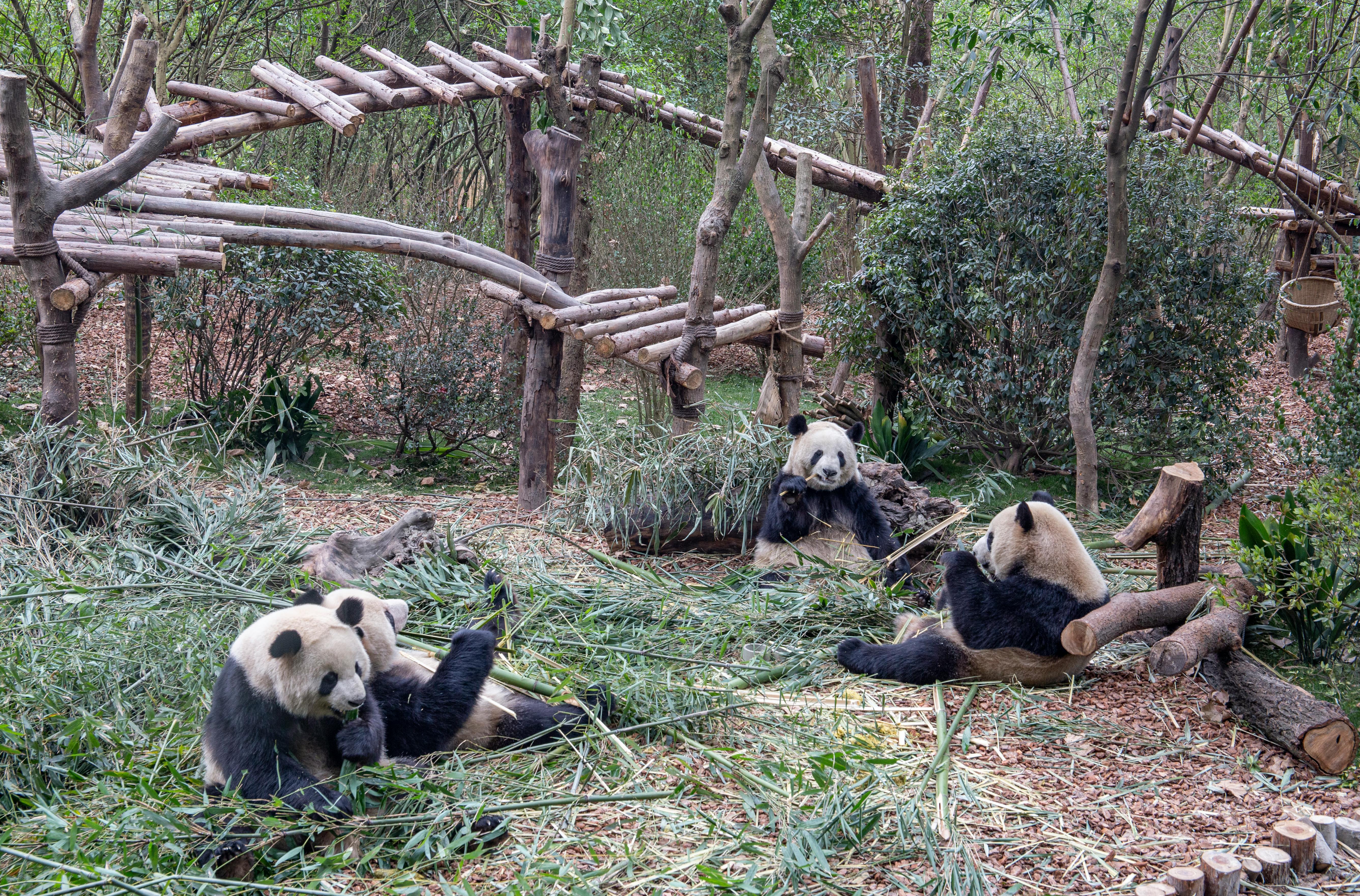 Giant Pandas